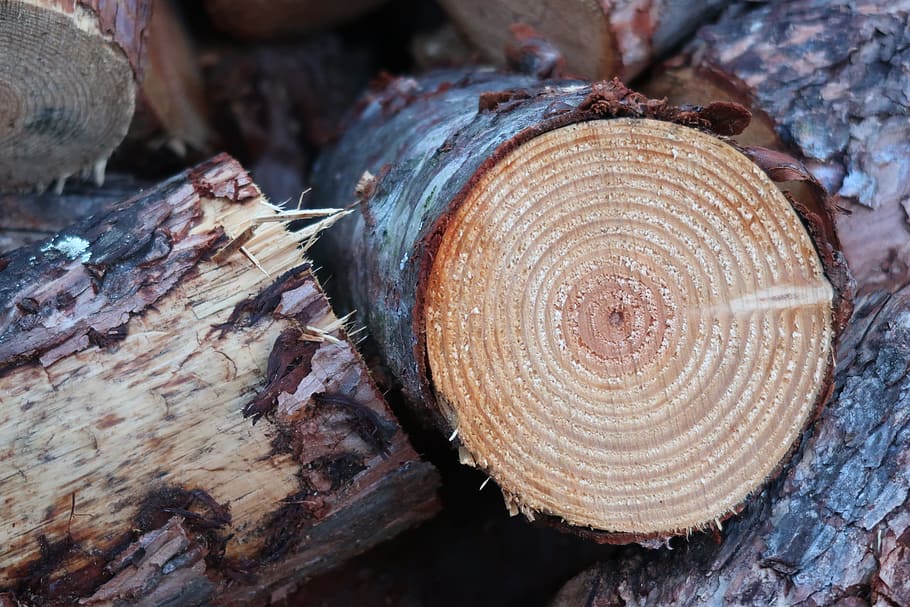 wood, log, firewood, annual rings, tree bark, pile of wood, HD wallpaper