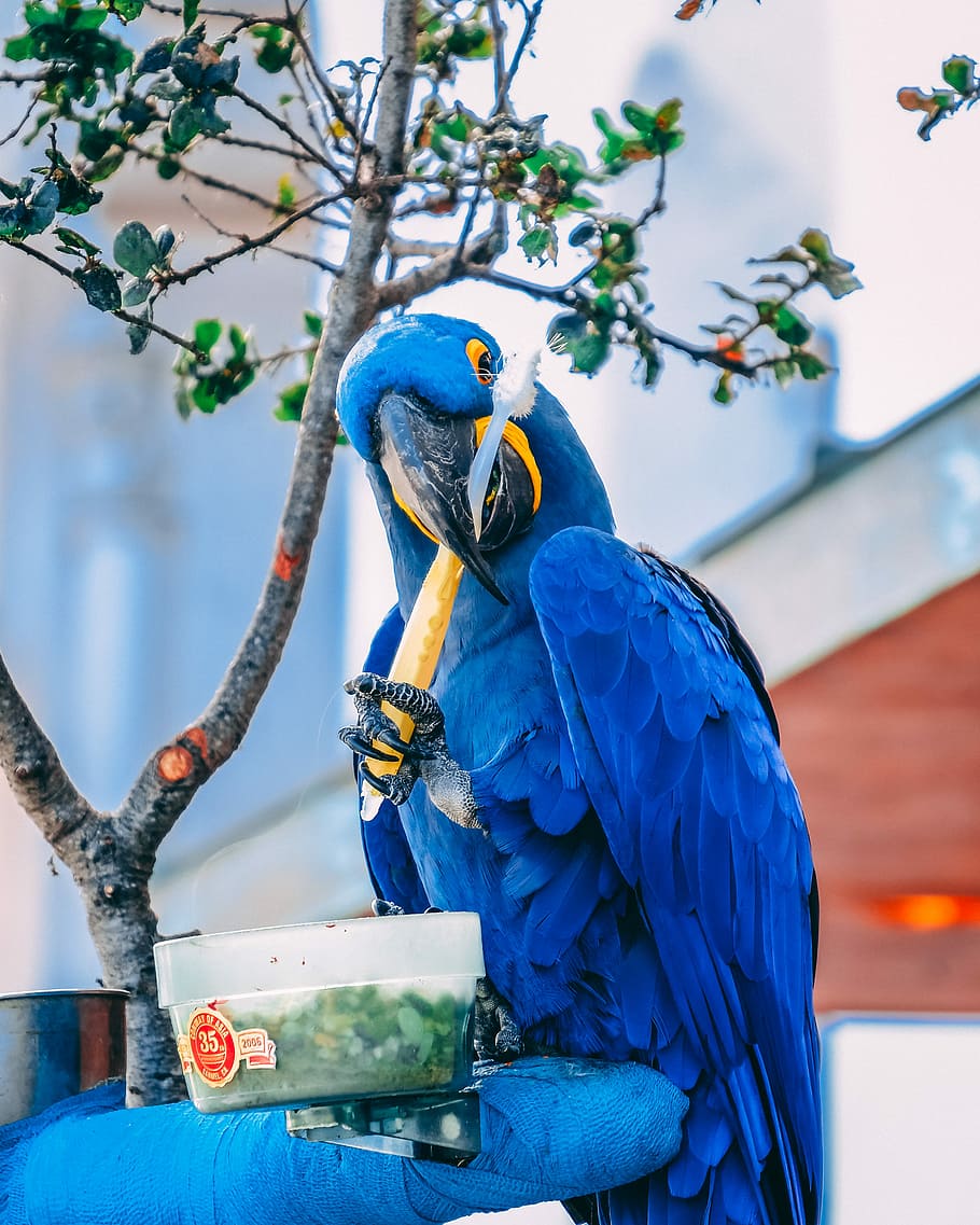 blue macaw holding toothbrush during daytime, blue macaw brushing own teeth HD wallpaper