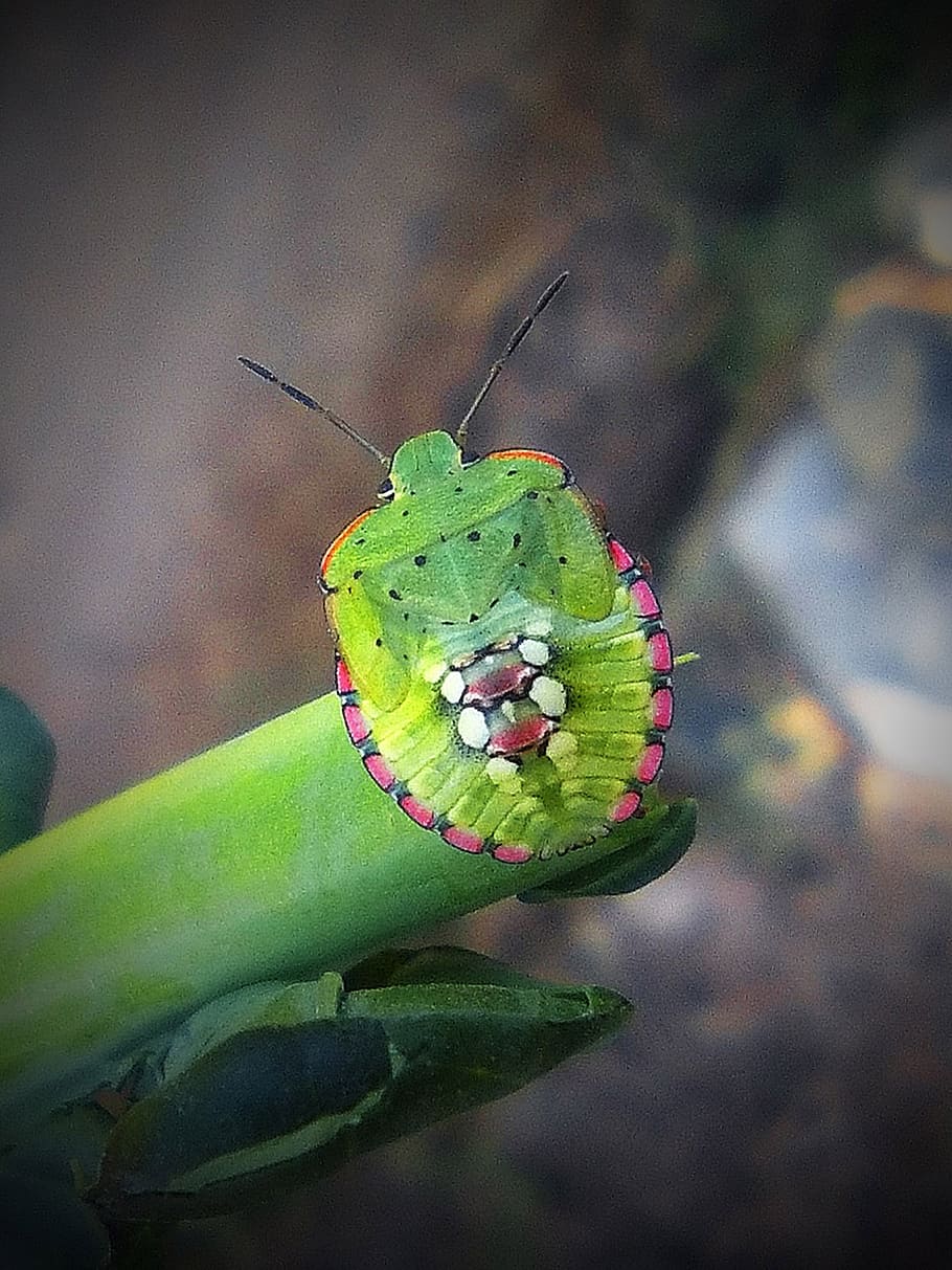 green beetle, stem, insect, insects, character, garden, nature HD wallpaper