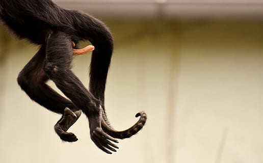 black monkey, am gone, funny, zoo, tierpark hellabrunn, animal wildlife HD wallpaper