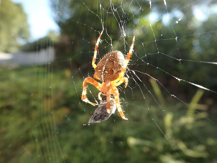 spider, macro, insect, close, spider web, fragility, invertebrate HD wallpaper