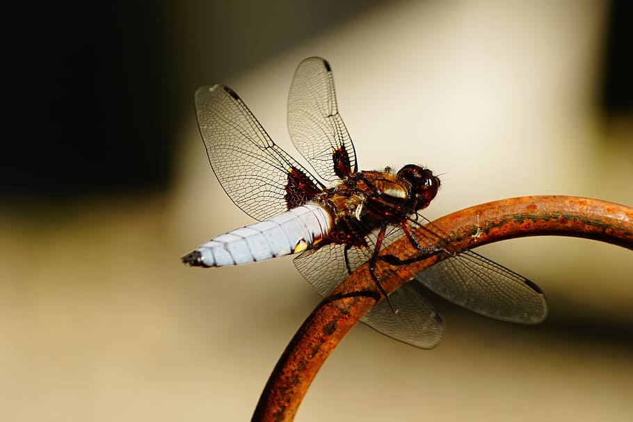 dragonfly, wing, close, nature, insect, blue dragonfly, flight insect HD wallpaper
