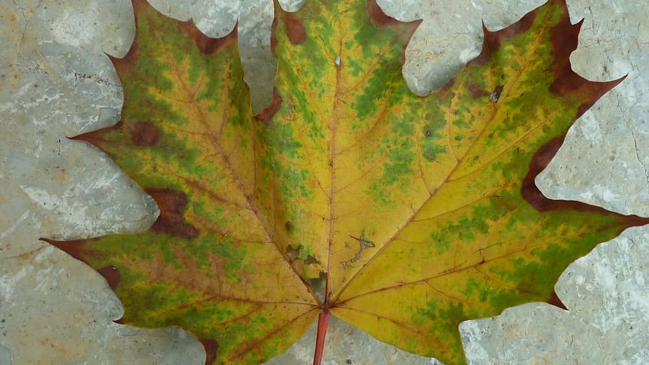 autumn leaf, sycamore leaf, color, tree, fallen, late summer HD wallpaper
