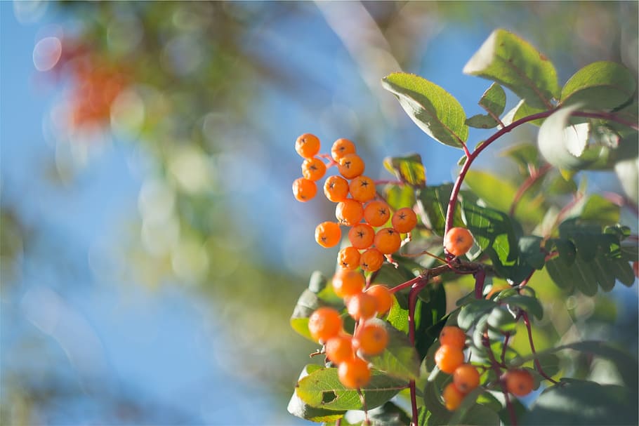 orange, berries, trees, leaves, growth, food, food and drink HD wallpaper