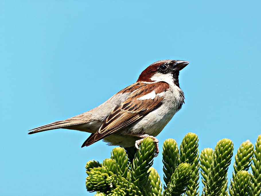 sparrow, bird, dom, fly, nest, sky, little bird, mediterranean HD wallpaper