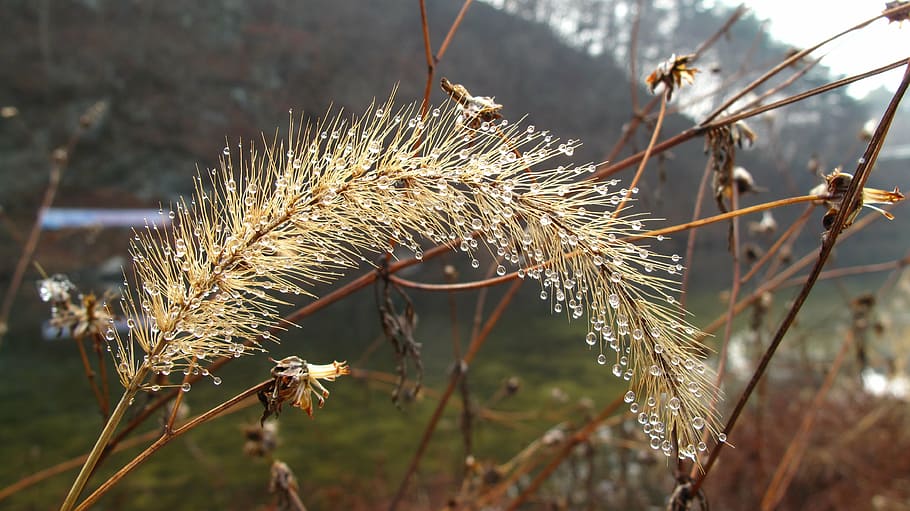 foxtail, chengyang, chungnam, winter, creek, plant, focus on foreground, HD wallpaper