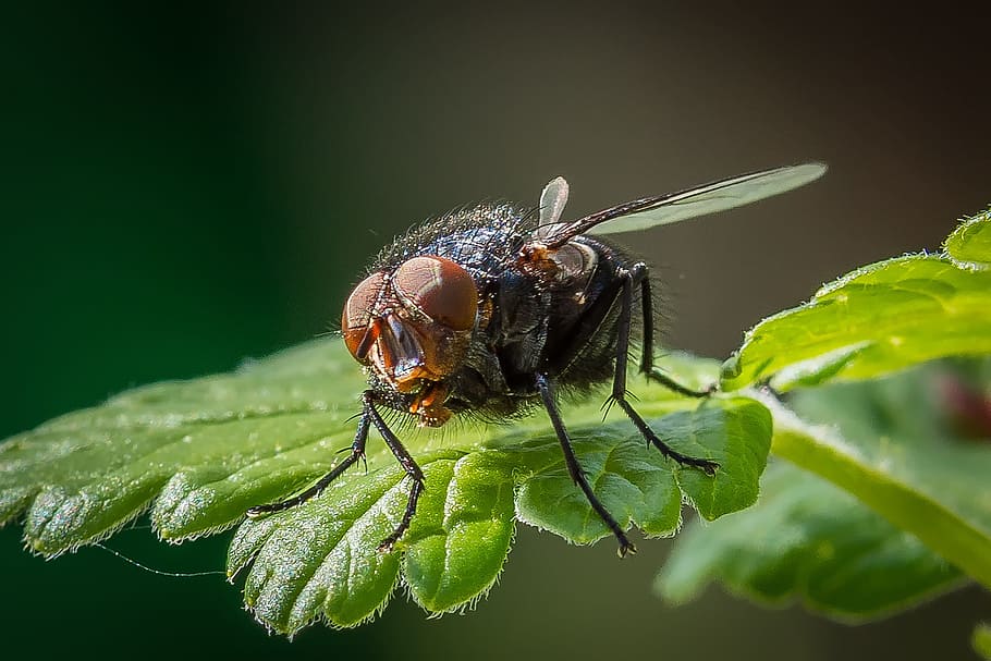 Fly, Blossom, Bloom, Bluebottle, blue blowfly, insect, close HD wallpaper