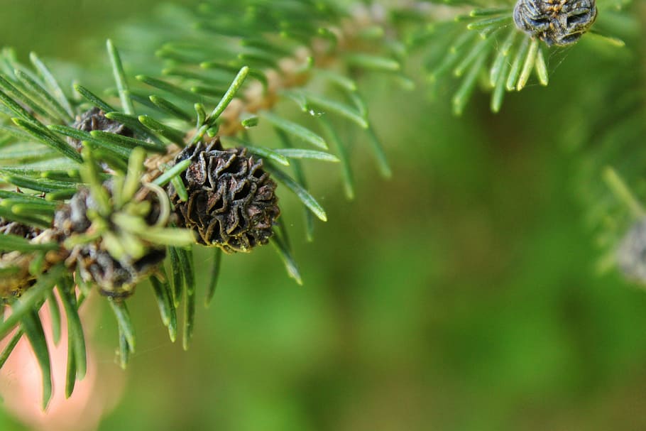 Branch, Pine, Green, Nature, Tree, pine branch, plant, close-up HD wallpaper
