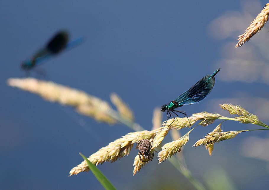 damselfly, insect, macro, nature, green, plant, animal, animal wildlife HD wallpaper