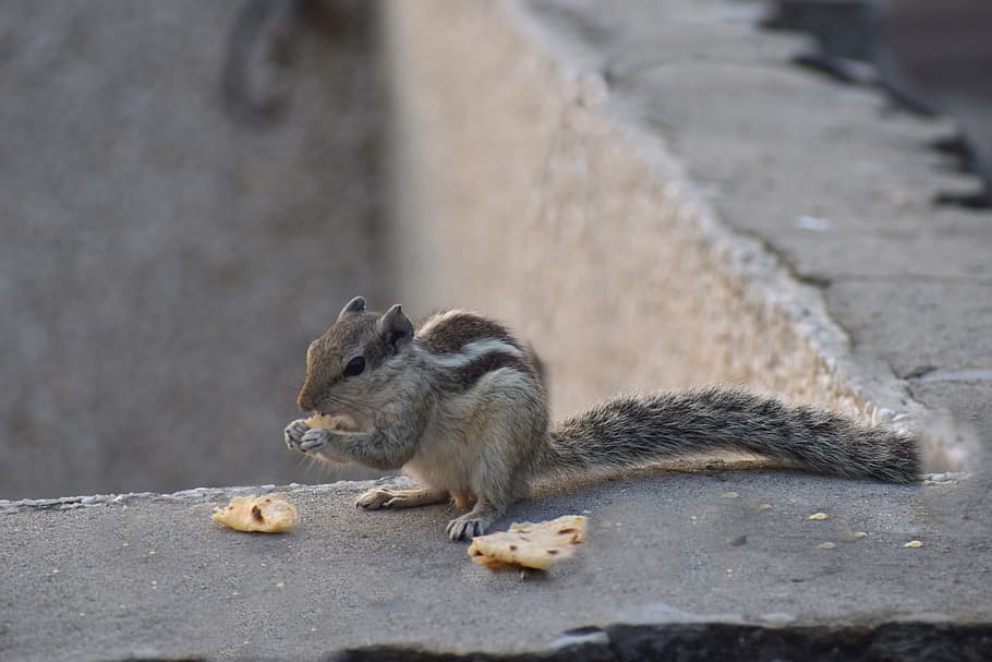 squirrel, eating, bread, three-striped palm squirrel, outdoor HD wallpaper
