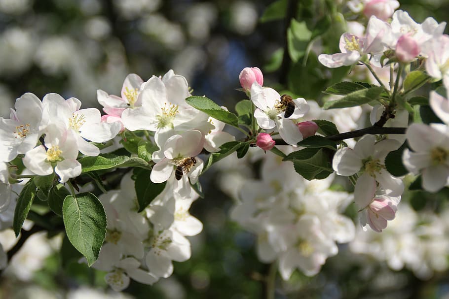 spring, apple, apple trees, flourishing, flowers, bloom, macro HD wallpaper