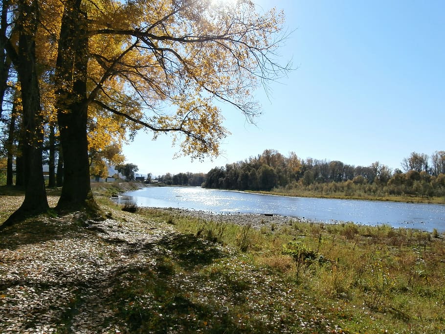 autumn, trees, nature, stroll, landscape, autumn beach, leaves HD wallpaper