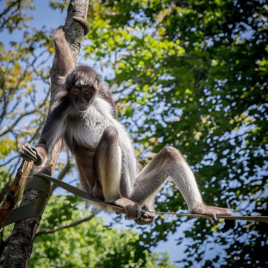 spider monkey, ape, wildlife, animal, mammal, primate, zoo HD wallpaper