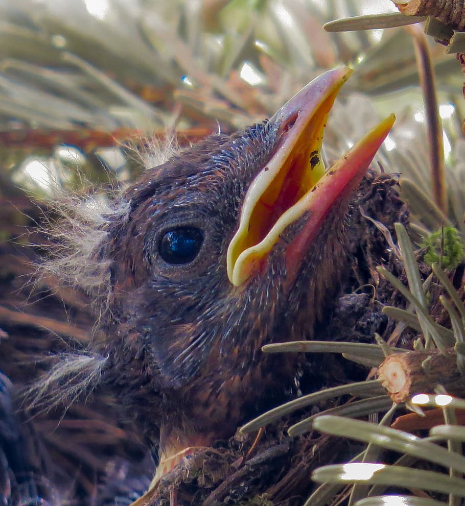 bird, blackbird, young, nest, bird's nest, blackbird nest, close HD wallpaper