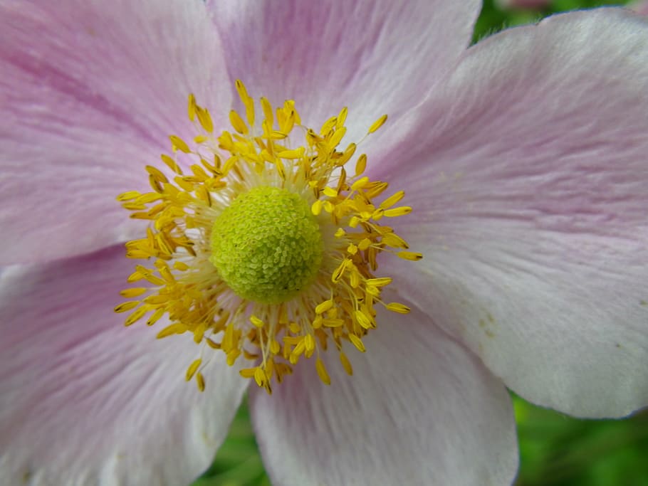 flower, macro, white, spring flower, flowering plant, freshness HD wallpaper