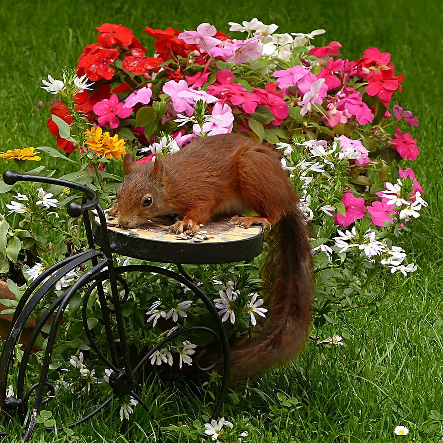 brown squirrel beside petaled flowers, mammal, sciurus vulgaris major, HD wallpaper