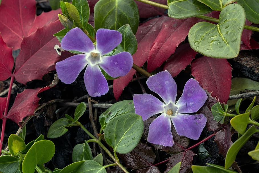 small periwinkle, flower, blossom, bloom, spring, vinca minor HD wallpaper