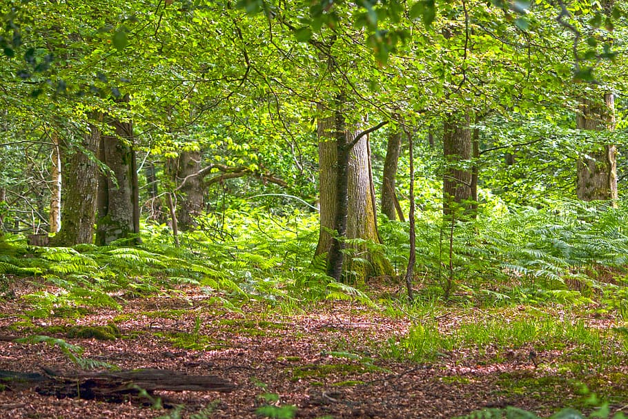 green foliage trees with brown soil, forest, woods, woodland
