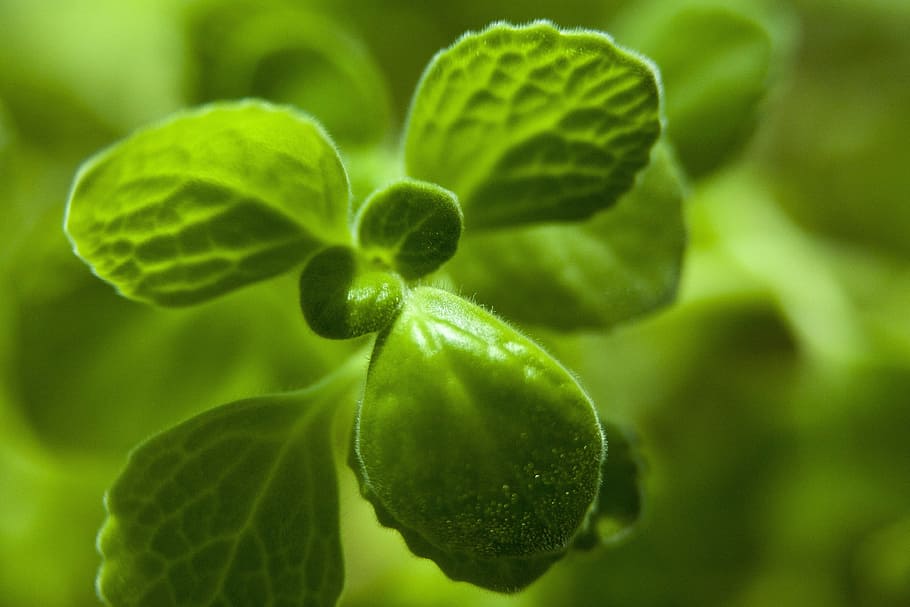 bud, leaf, spring, nature, wipes, green, plants, greenery, blue HD wallpaper