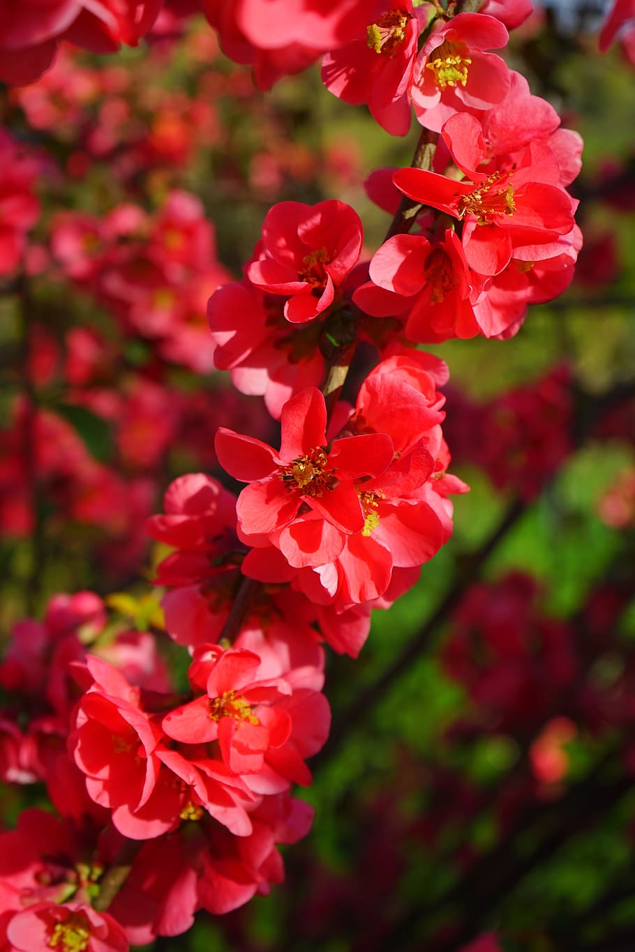 Japanese Ornamental Quince, Flowers, branch, red, red orange, HD wallpaper