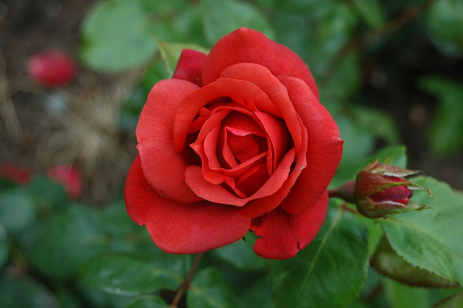 shallow focus photography of red rose, flower, romance, macro HD wallpaper