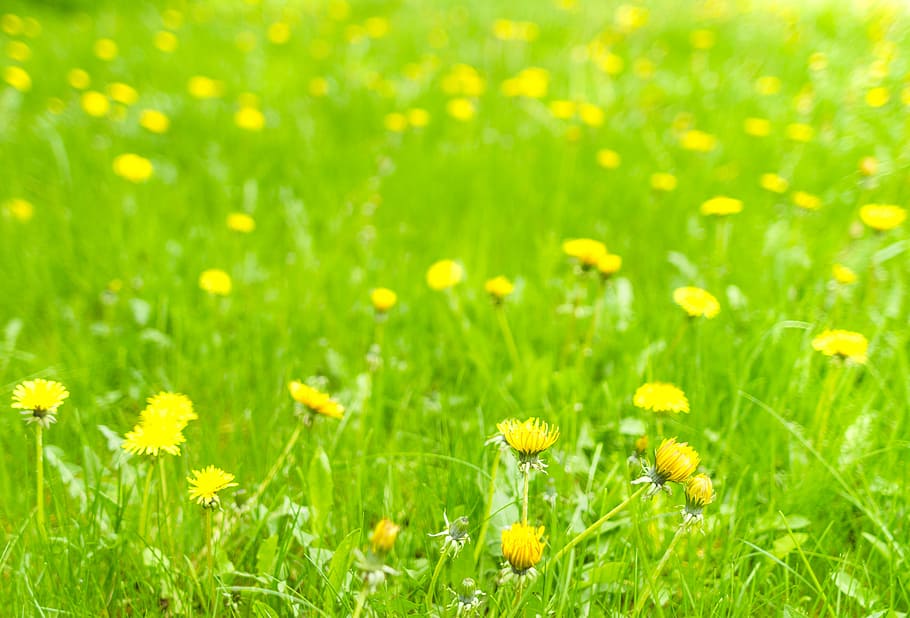 dandelion, meadow, spring, nature, flower, green, plant, beauty in nature HD wallpaper