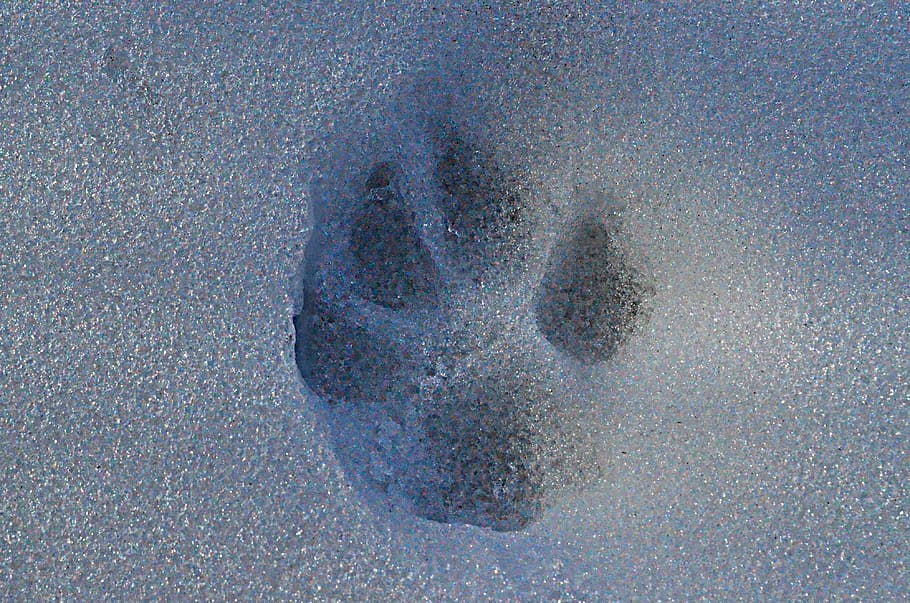 snow, track, paw, close-up, nature, full frame, no people, day HD wallpaper