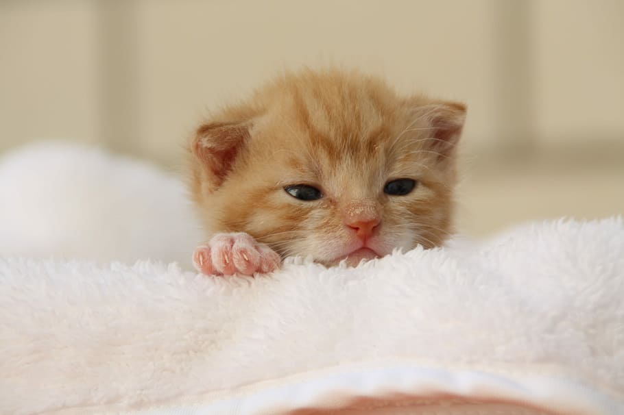 orange tabby kitten on towel, cat, puppy, young cat, playful