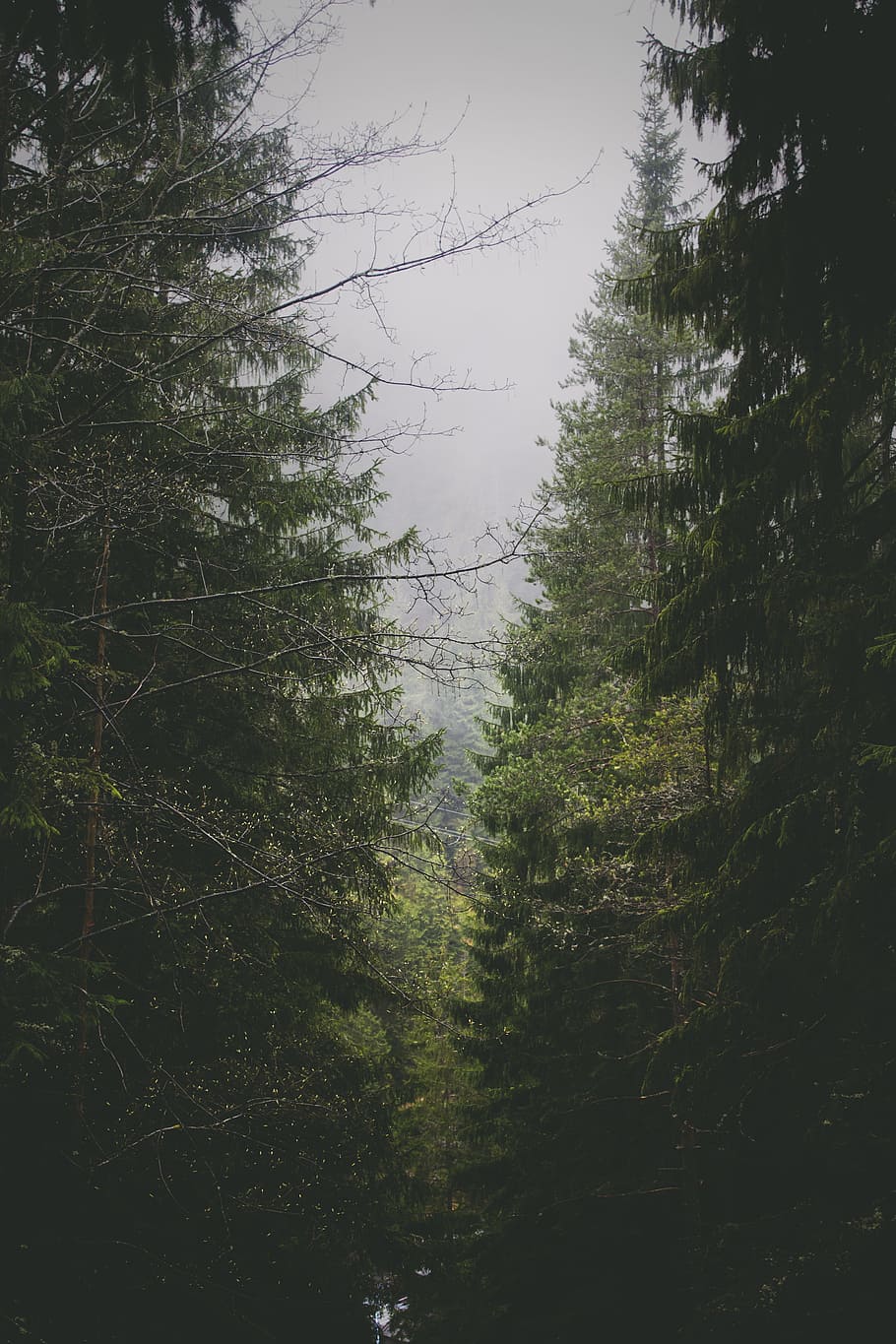 pine trees under cloudy sky, green trees, fog, daytime, branch HD wallpaper
