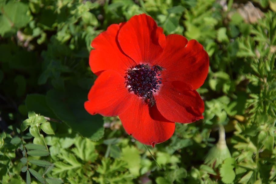 flower, mediterranean, nature, spring, plant, flowering plant HD wallpaper