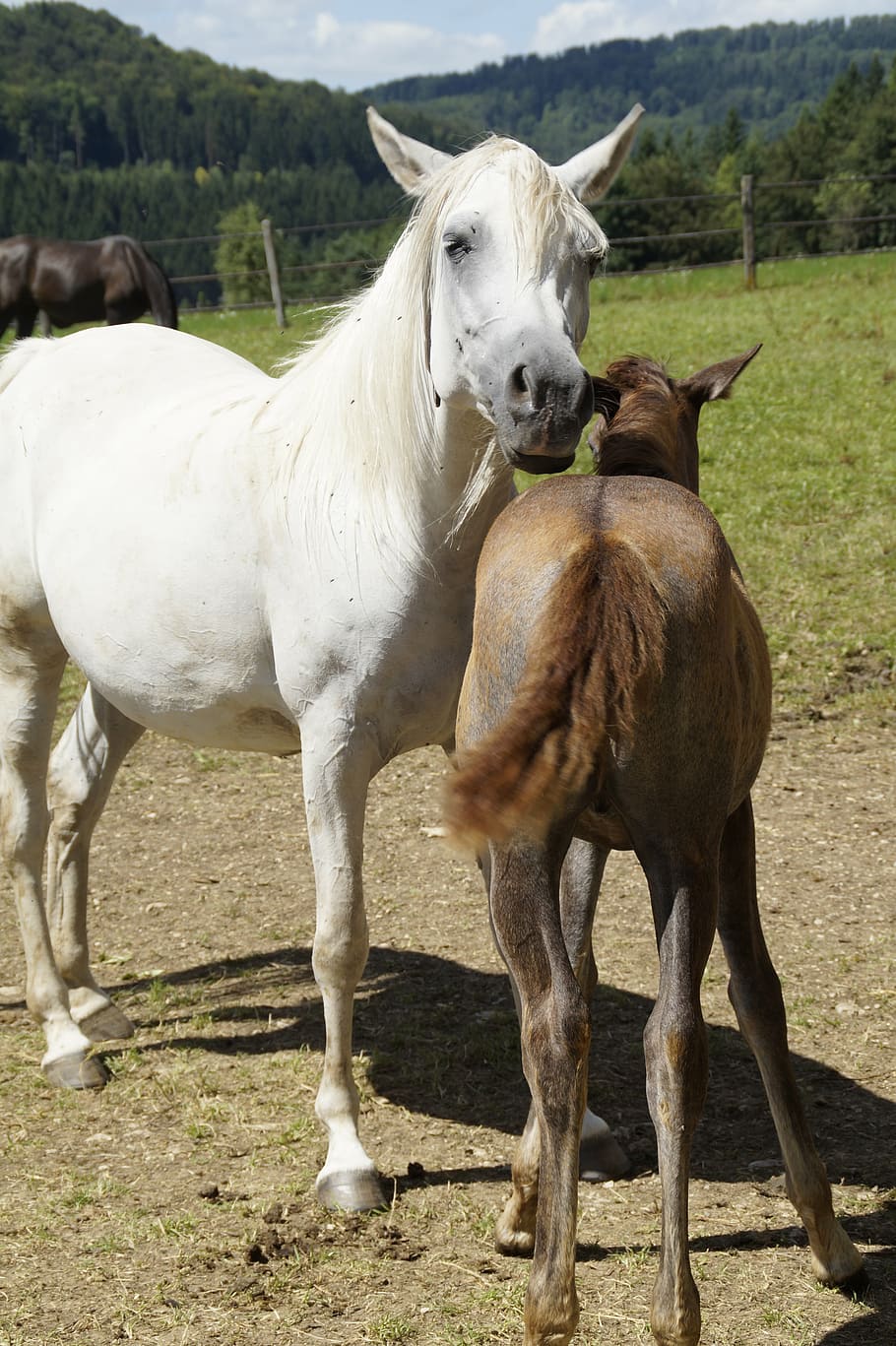 white horse beside brown pony, mares, foal, arabs, breeding HD wallpaper