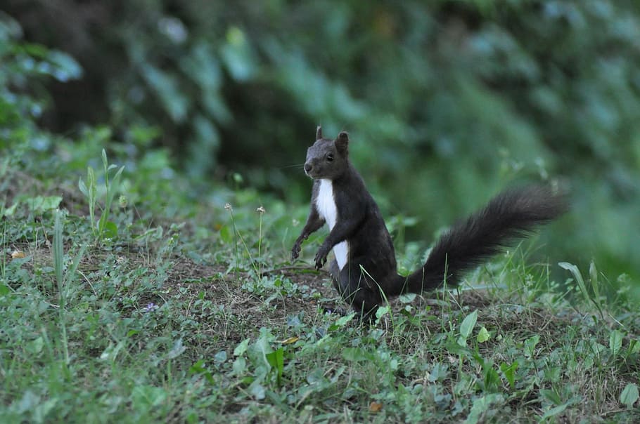 squirrel, squirrels, animals, wildlife, zoology, mammal, species HD wallpaper