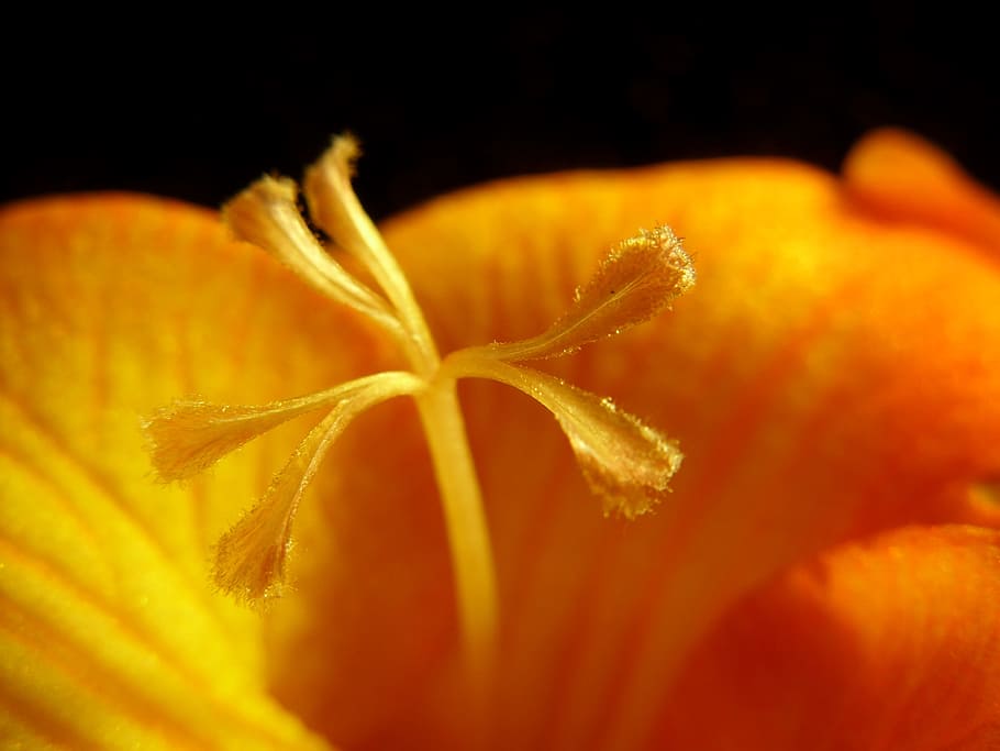 Flower, Macro, Freesia, citrus fruit, close-up, no people, food HD wallpaper