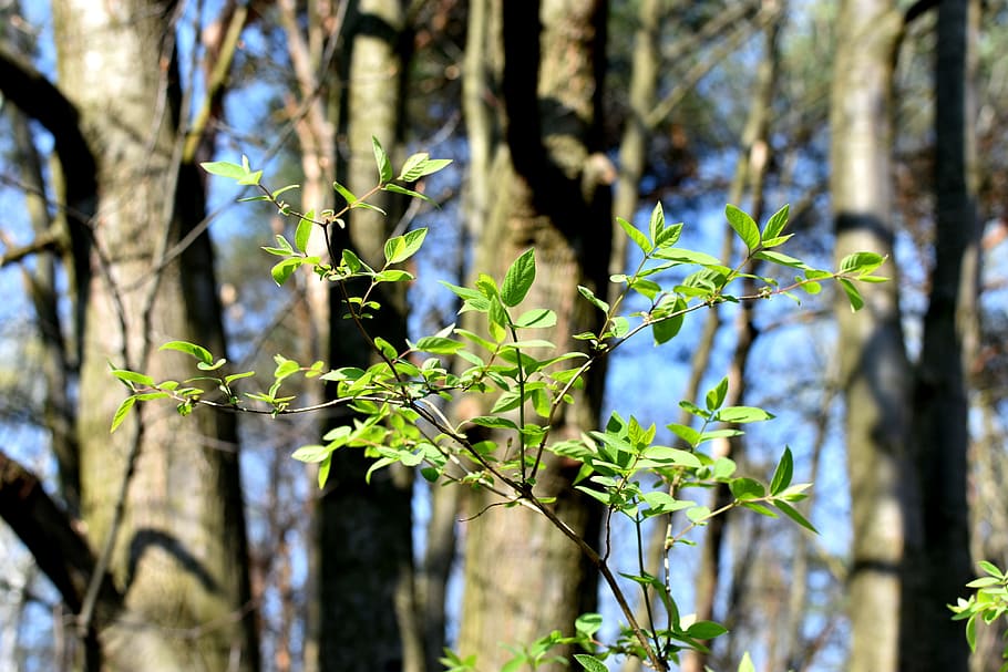 spring, foliage, green, tree, nature, sprig, macro, forest HD wallpaper