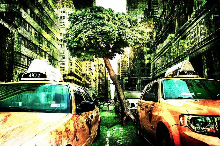 cars on road between buildings, end of the world, nature, armageddon, HD wallpaper