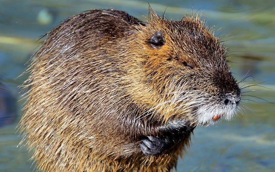 3840x1080px | free download | HD wallpaper: nutria, rodent, water rat ...