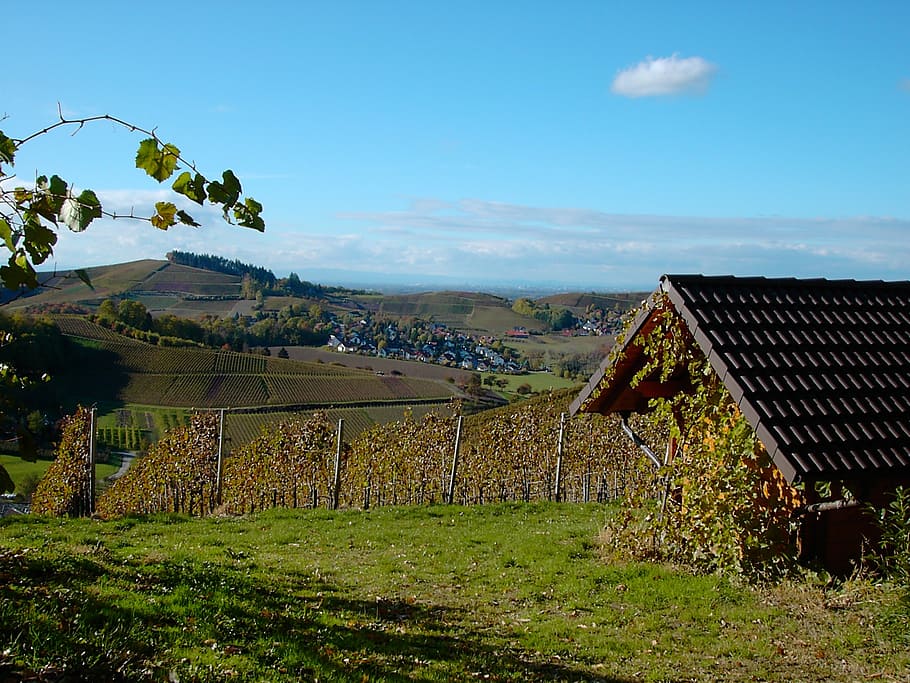 bottenau, vineyard, ortenau, sky, architecture, built structure HD wallpaper