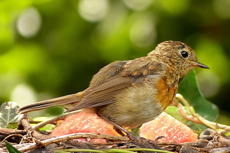 bird, robin, erithacus rubecula, young, foraging, garden, animal themes HD wallpaper