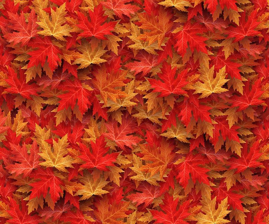 autumn, case, fall leaves, nature, colorful, maple, leaf, fall foliage, HD wallpaper