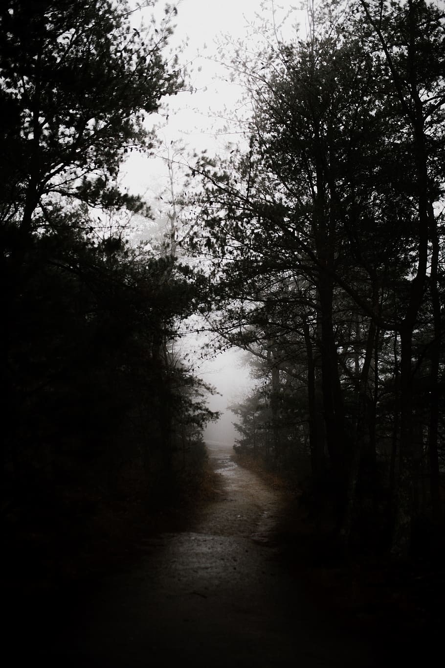 tree, green, woods, forest, dark, pathway, trek, plant, direction HD wallpaper