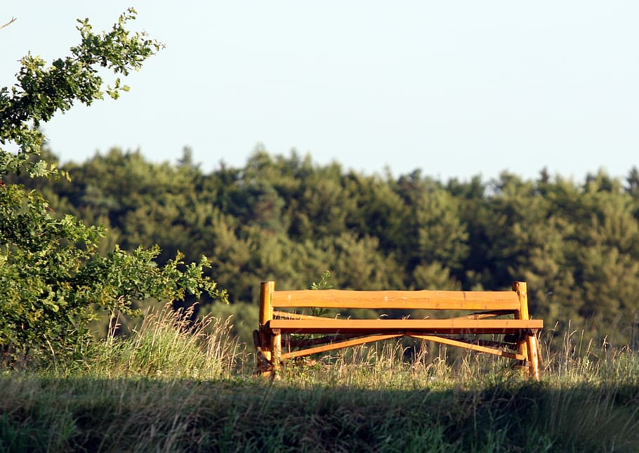 bank, walk, summer, plant, tree, nature, green color, growth HD wallpaper