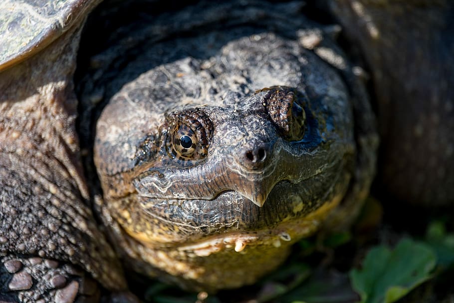 HD wallpaper: Turtle Glare, macro photography of gray turtle, tortoise ...