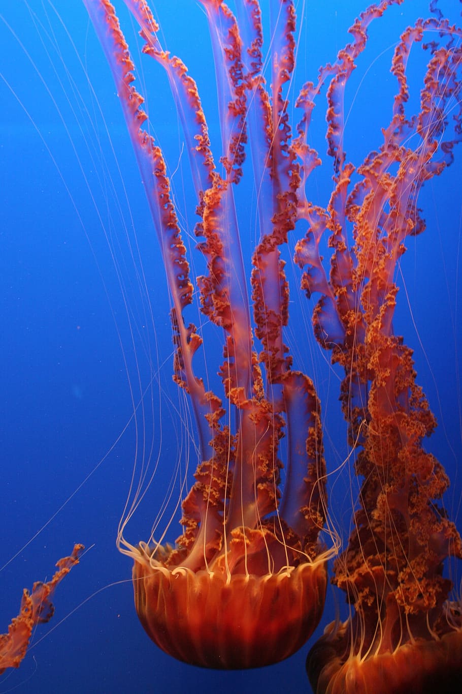 photo of brown jellyfish swimming, tentacles, ocean, underwater HD wallpaper