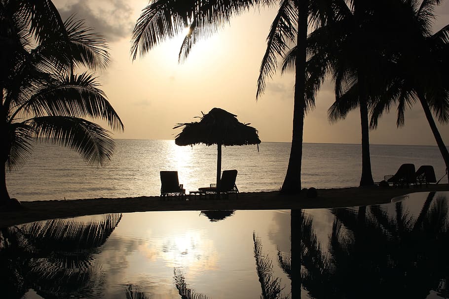 belize, sunrise, beach, ocean, water, palm tree, tropical climate HD wallpaper
