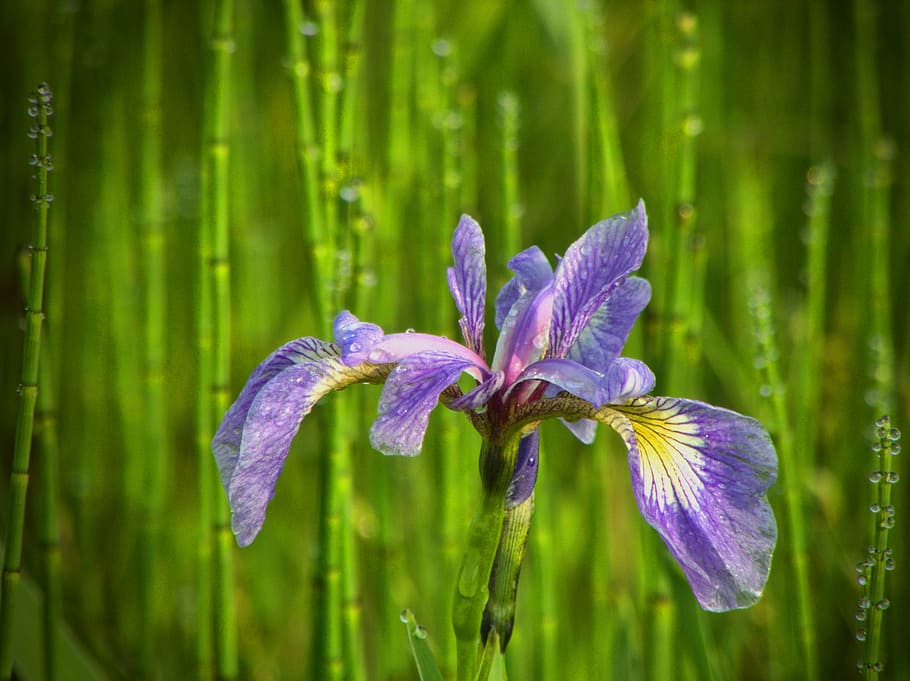 wild flower, iris, nature, spring, natural, beauty, plant, growth HD wallpaper