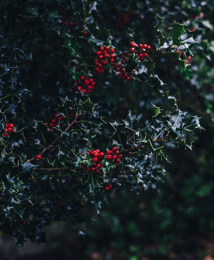 common, holly, aquifoliaceae, red, fruit, green, leaf, plant, HD wallpaper