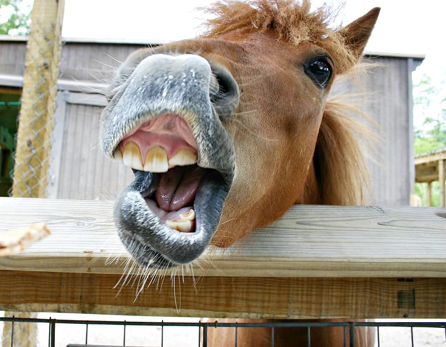 closeup photography of brown horse, teeth, yawning, open mouth, HD wallpaper