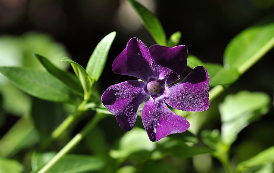 periwinkle, violet, flower, blossom, bloom, plant, garden, spring HD wallpaper
