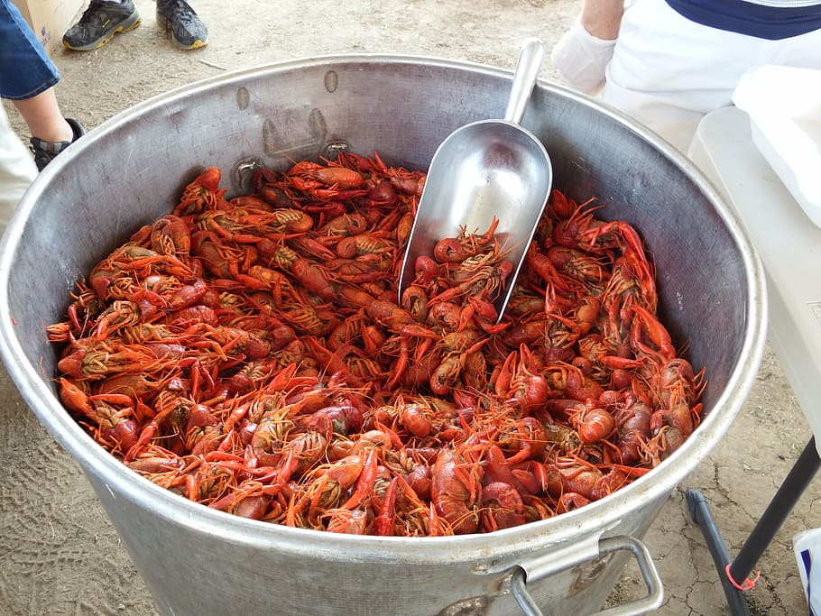 crawfish-craw-fish-craw-fish-crayfish.jpg