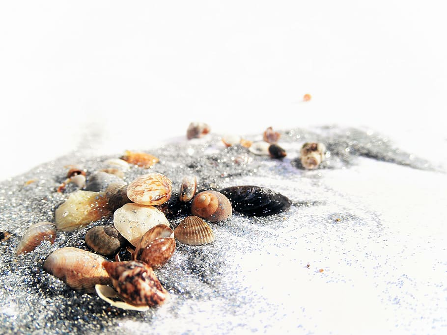 closeup photo of seashells on sand, tiny, glitter, small, cute HD wallpaper